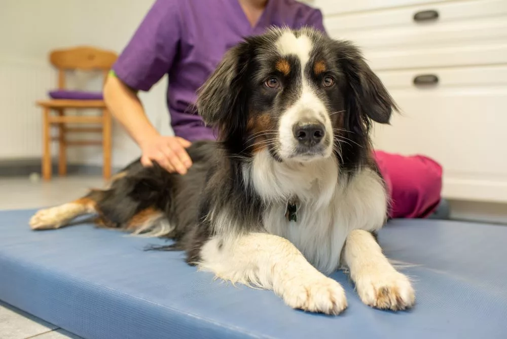 Hundephysiotherapie Auetal