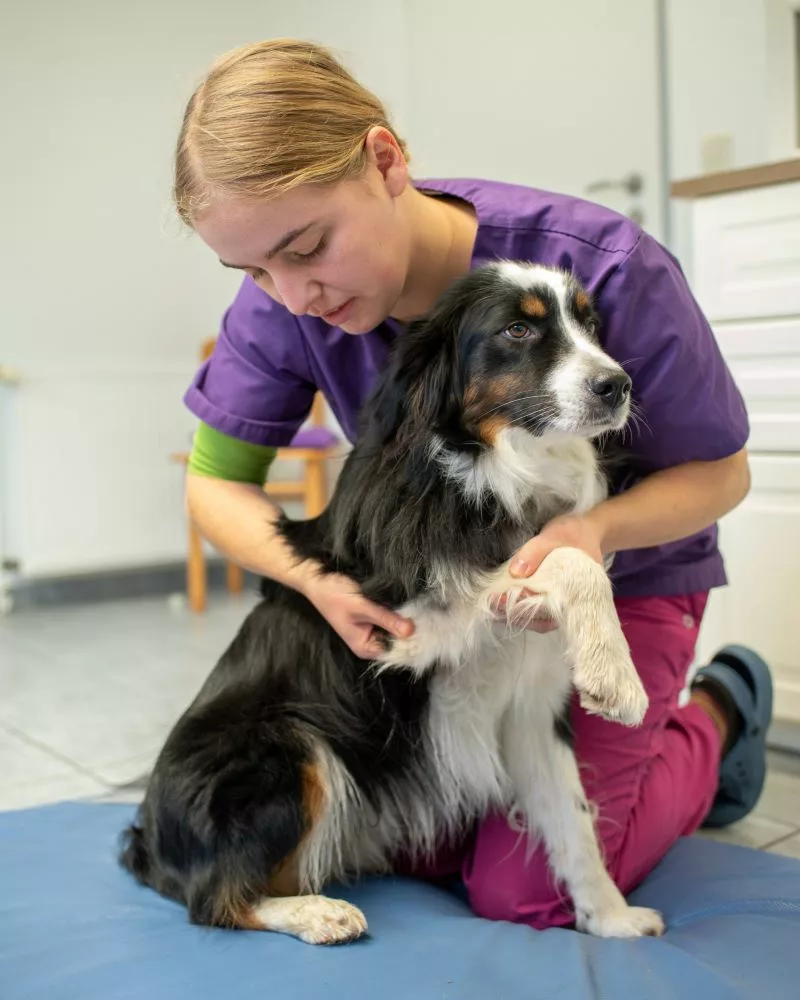 Hundephysiotherapie Landkreis Schaumburg