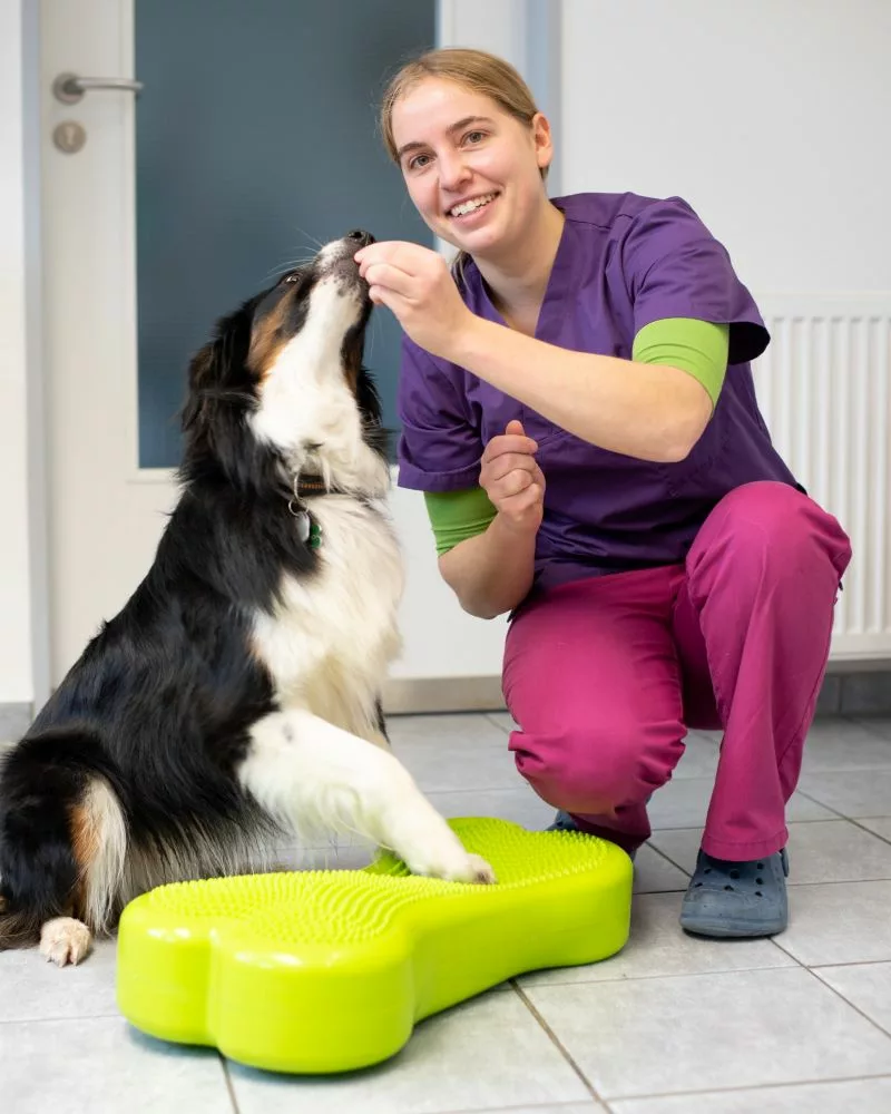 Physiotherapie für Hunde im Auetal